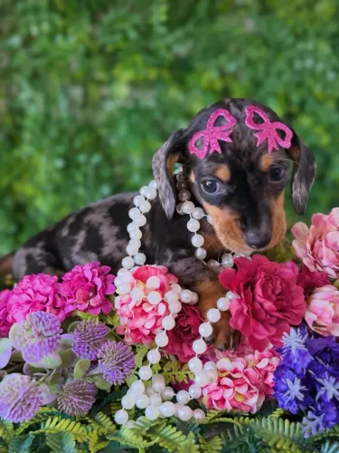 Linguicinha ! ( Dachshund 