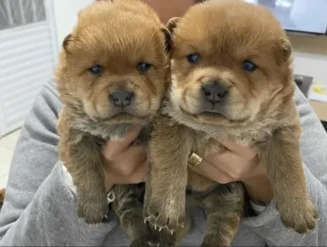 Doação de filhote de Chow-Chow