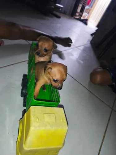 Vende-se filhotes pinscher número 1