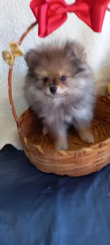 Vendo filhote de spitz alemaõ a luluzinha da palmerania