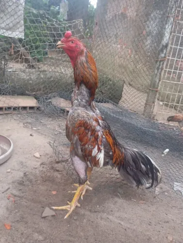 Frango (galo)) de raça