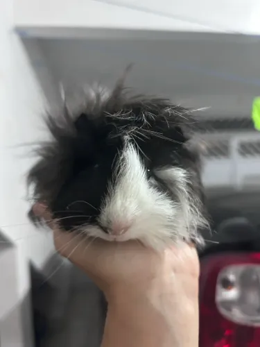 Porquinho da índia 