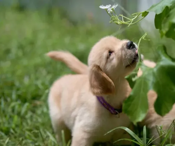 Golden Retriever Filhote Mestre dos Abraços