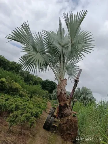 Palmeiras Azul Grande