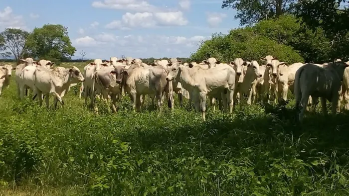 Fazenda com 3.150 Hectares à Venda em Jaíba