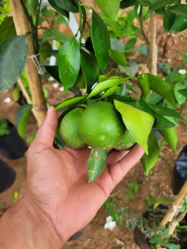 Mudas Frutíferas Enxertadas 