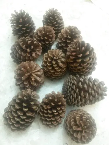 Pinhas Naturais Kit 20 Natal artesanato