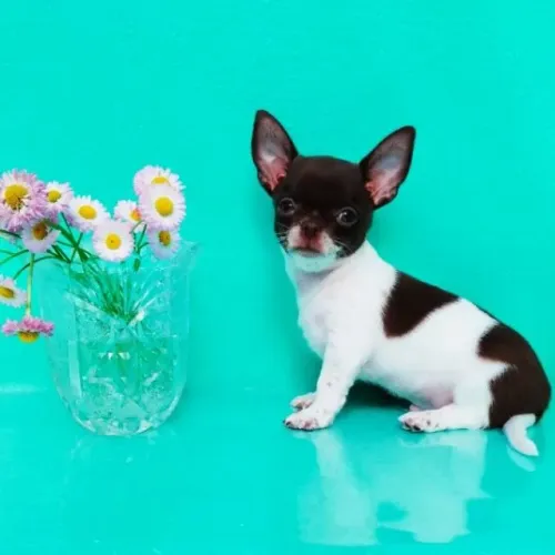 Chihuahua Macho Micro - Cabeça Perfeita, Focinho Curto e Cores Raras!