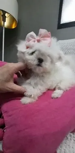 Maltês: puro luxo e ternura num só pacote.
