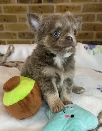 Chihuahua de pelo curto e pelo longo agora mais perto de você!
