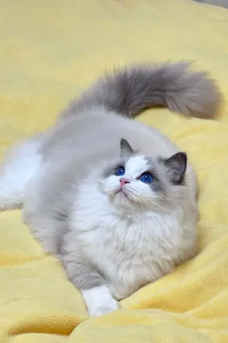 Maravilhosos Gato Ragdoll 