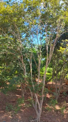 Jabuticabeiras diversos tamanhos