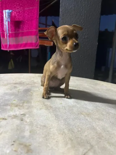 Vende-se Pinscher femia