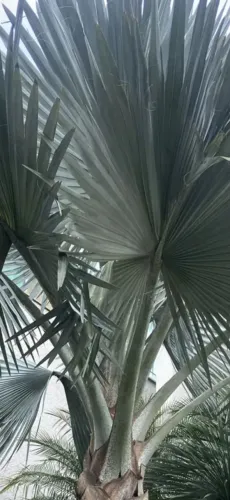 Palmeira Azul, EXCLUSIVA, é a última do estoque!!!
