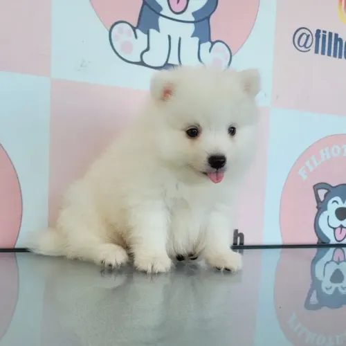 Filhotes de Spitz Japonês com pedigree - não é lulu, não é spitz alemão
