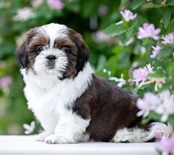Shih-Tzu Fêmea Liver and White: A Perfeição Em Forma de Filhote!