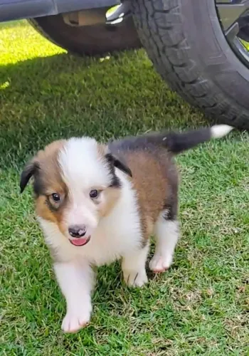 Border Collie. filhote