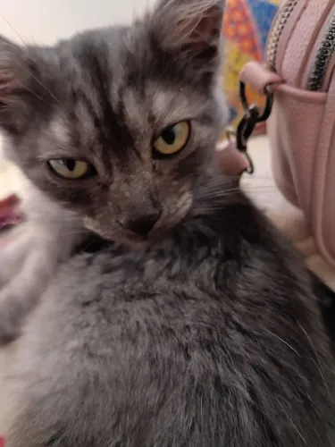 Gatinha para adoção responsável