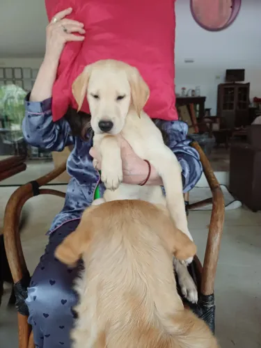 Filhote de Labrador femea e macho (bege e preta)