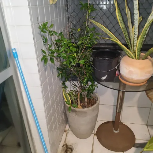 Pé de Laranja No vaso Grande. 