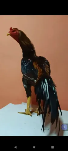 Frango