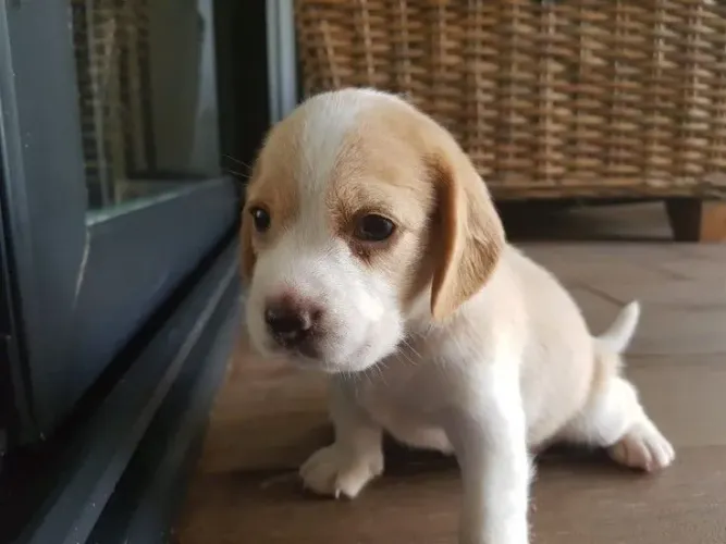 Beagle Filhotinhos lindos prontos para um novo começo