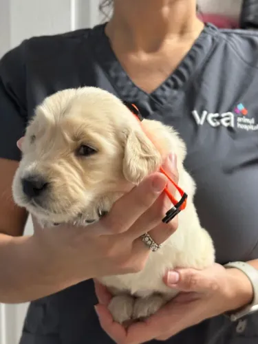 Filhotes de Golden Retriever | Um presente para a família.