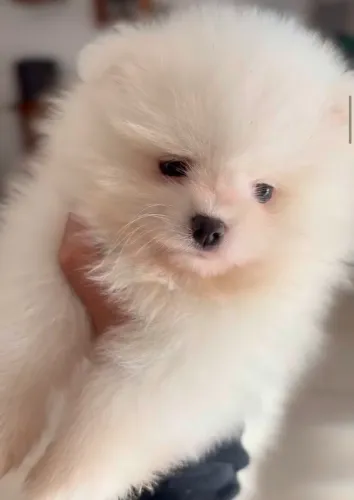 Filhote Spitz Alemão Anão / Lulu da Pomerania 