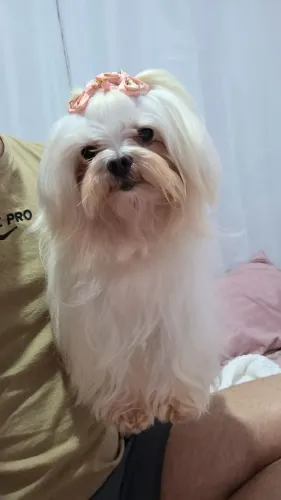 Maltês macho disponível pra cruza