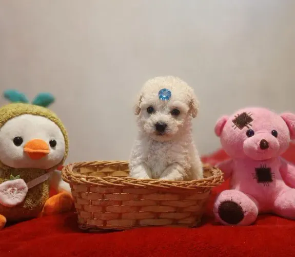 Poodle micro toy 
