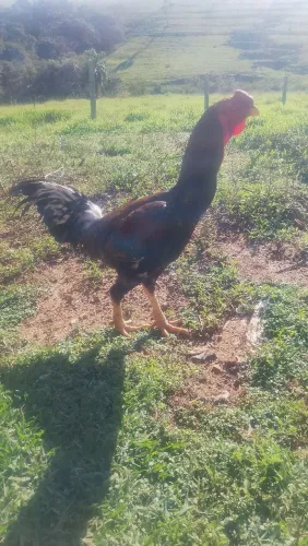 Galo índio Gigante