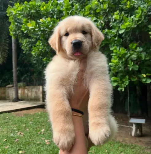 Golden Retriever Para Reserva