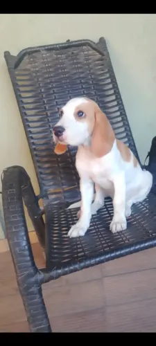 Beagle bicolor 3 meses.