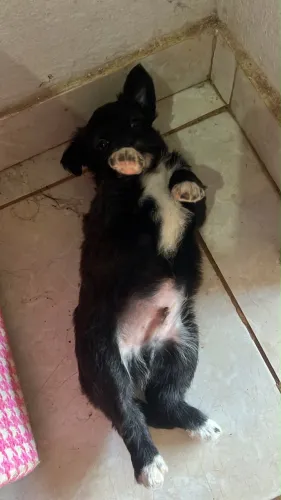 Cachorro macho pequeno porte 