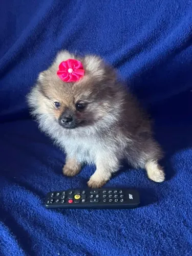 Spitz Alemão Fêmea