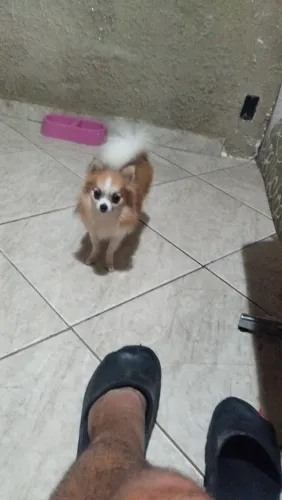 Lulu