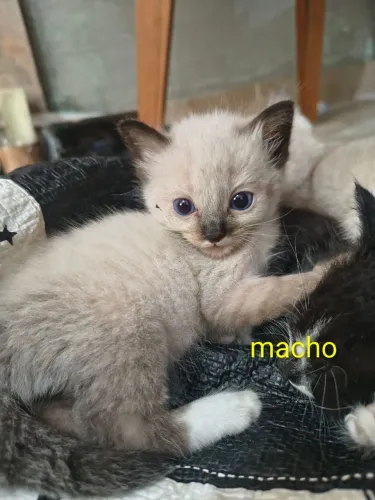 Gato adoção responsável 