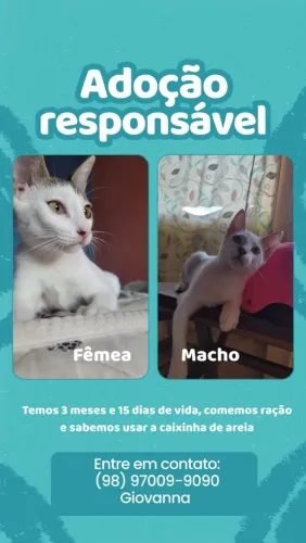 2 Filhotes Fofos Procuram um Lar! (1 Fêmea e 1 Macho)
