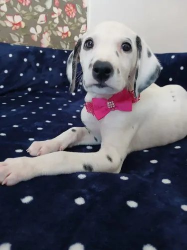 Venda de filhote dalmata 2 meses femea
