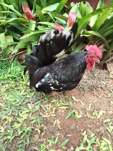 Galo galinha garnisé garnizé Nagasaki Nagazaki Black Motled