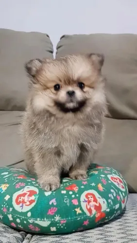 Lulu da Pomerânia anão
