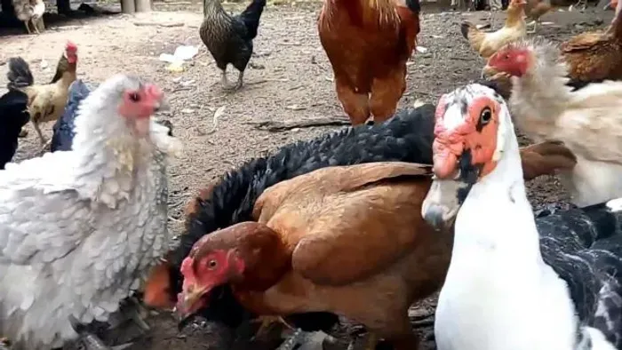 Reserve seu filhote de pata ou galinha!