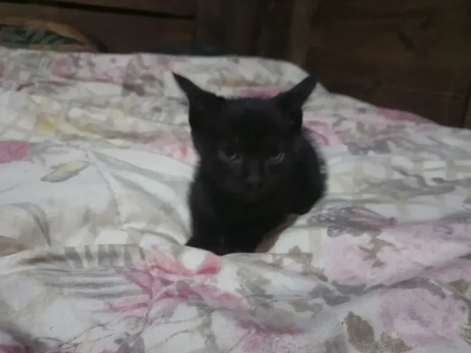Gatinho preto filhote para doação 