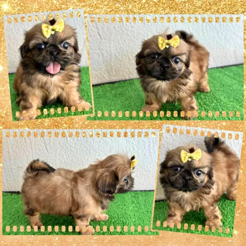 !!! Belíssimos !!! Shihtzu fêmeas e machos 