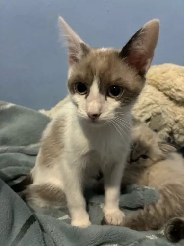 Doação de gato com 6 meses