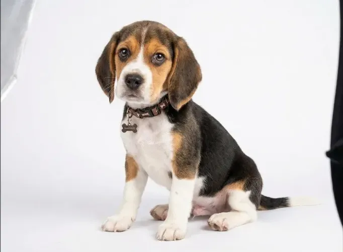 Beagle alegres e cheios de energia