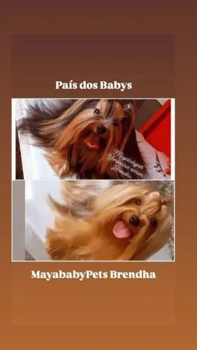 Yorkshires Babys Machos 