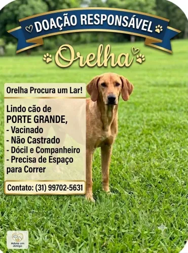 Doação de cachorro 