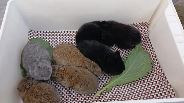 Coelho Netherland Dwarf - o menor coelho do mundo - Coelho anão