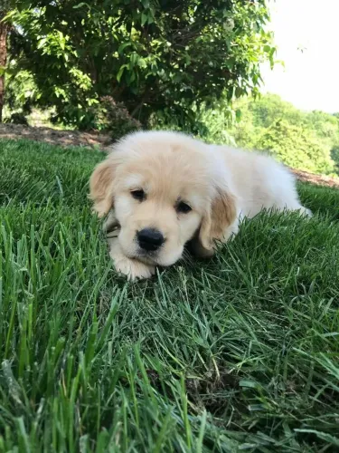 Golden Retriever adorável